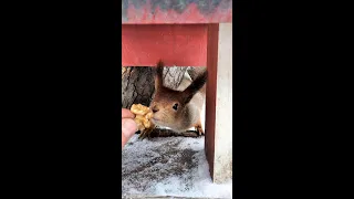 Белка в домике / Squirrel in the house