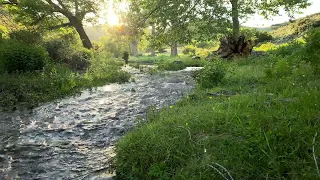 4k Beautiful Evening Nightingale Singing Song On Peaceful Forest Steam Sweet & Relaxing River Sound