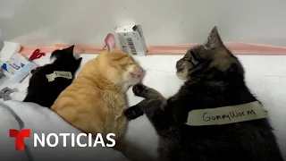 "Castra a tu ex" para ayudar a los gatos en San Valentín | Noticias Telemundo