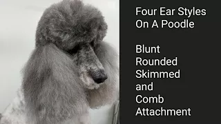 Four Ear Styles on a Poodle