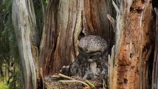 Great Gray Owl  Breakfast 5 13 17