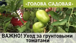 Голова садовая - ВАЖНО! Уход за грунтовыми томатами