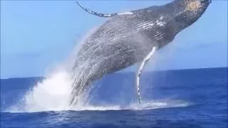 Saut de baleine impressionnant à l'île de la Réunion