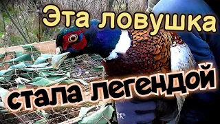 Это ЛУЧШАЯ ЛОВУШКА на ФАЗАНА. НЕВЕРОЯТНЫЙ трофей! Охота БЕЗ ружья.