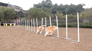 Border collie team training