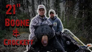 Boone and Crockett Saskatchewan Black Bear - 21" Monster