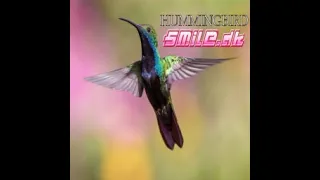 HUMMINGBIRD // SMiLE.dk [DDR XXTREME ESP chart]