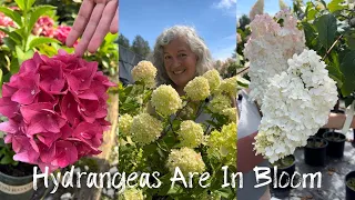 Hydrangea Blooms