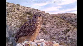 Impresionante macho de búho real en celo ululando (eagle owl hooting).