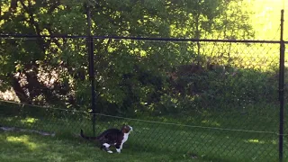 Cat Fencing - No more roaming for EEyou