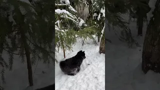 Шипперке и Первый Снег❄️🥹 #схипперке #шипперке #собака #dog #щенки #puppy #schipperke #собаки #снег