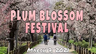 PLUM BLOSSOM FESTIVAL in KAIRAKUEN GARDEN | MITO, IBARAKI KEN JAPAN 🇯🇵