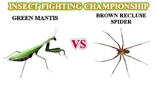 Green Mantis VS Brown Recluse Spider