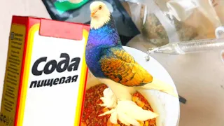 Доза масел для голубей+Разнотравье+СОДА. Dose of oils for pigeons + Forbs + SODA.
