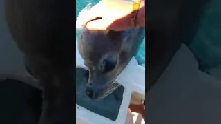 170613259 Huge Sea Lion Surprises Fishermen