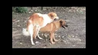 dogs mating in the morning - @loveanimal_id #harunsembchannel - #48