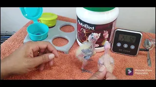 Hand feeding baby cockatiel's day 10 & meeting the parents🤣🤣 strange reaction from them