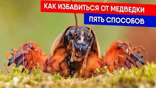 ПЯТЬ СПОСОБОВ - КАК ИЗБАВИТЬСЯ ОТ МЕДВЕДКИ