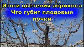 Итоги цветения абрикосов  Что влияет на плодовые почки