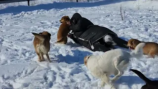 Стая бездомных собак напала на волонтёра и до смерти зализала 😱