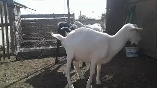 Как определить, что козу пора покрывать🐐