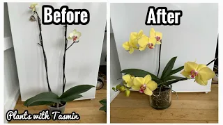 Get More Flowers on Your Orchid | How to get multiple flower spikes (Phalaenopsis Orchid)