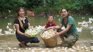 Harvesting duck eggs, taking care of chicks on the farm, farm life, SURVIVAL ALONE
