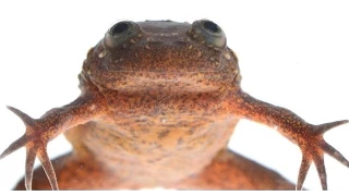 Assuring an Endangered Frog’s Future | California Academy of Sciences