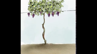 Timelapse of a Wine Grape Vine Growing