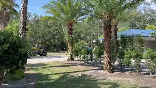 Three Large Sylvester Palms Planting/Large Palms For Sale/Buy Large Trees/The Tree Planters