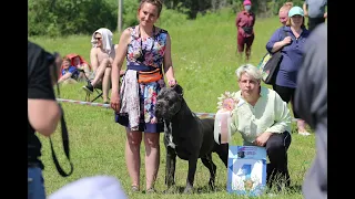 Титан❤️#tttt #cane #канекорсо #canecorso #canecorsoitaliano #канекорсоитальяно