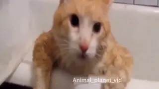 жирный кот не может выйти с ванной