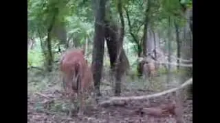 A doe nursing her 3 fawns