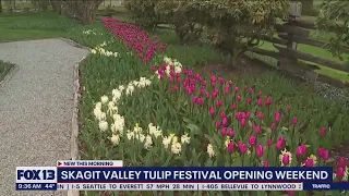 Skagit Valley Tulip Festival opening weekend (Part III) | FOX 13 Seattle