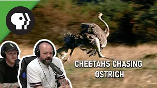 Cheetahs Chasing Ostrich REACTION!! | OFFICE BLOKES REACT!!