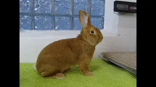 Вес Бургундского кролика в пять месяцев
