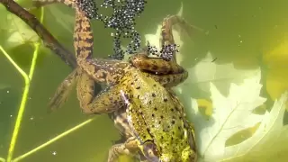 Frogs Fertilizing Eggs