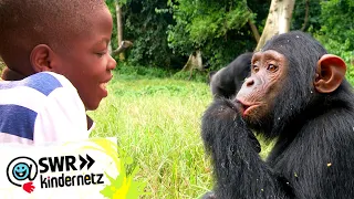 Felix auf der Schimpanseninsel | Schau in meine Welt | SWR Kindernetz