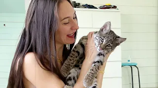 MOST GENTLE AMERICAN LYNX / Maine Coon is shocked by a new wild pet