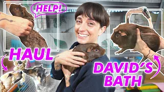 HUGE Guinea Pig VLOG | David's Bath, DIY Pet Toys & Chewy Haul