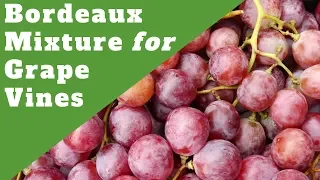 Bordeaux Mixture to Prevent Black Rot on Grape Vines