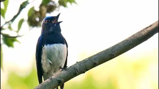 オオルリの美しい囀り01 高音質【野鳥観察 鳥の鳴き声 バードウォッチング】Blue-and-white flycatcher Bird Song Educational Video