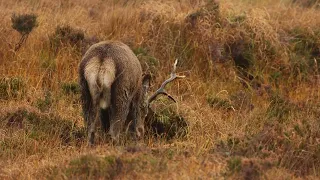 Red Deer Stag, Isle of Lewis