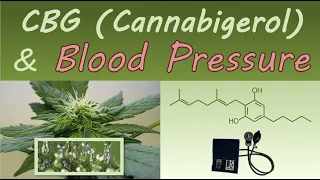 CBG  (Cannabigerol) and Blood Pressure