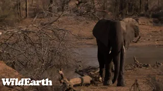 WildEarth - Sunrise  Safari - 17 Sep 2022