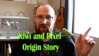Kiwi and Pixel Origin Story - how does a bird become a talking bird?