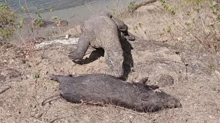 komodo dragons eating pig carcasses on the hill of komodo island