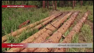 Более 900 незаконных рубок выявлено в Иркутской области с начала года