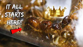 Starting a New Ant Colony | Birth of the Carpenter Ants