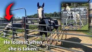 Solving Separation Anxiety in Horses